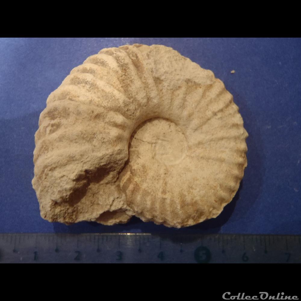Mantelliceras mantelli coquillage fossile mantelliceras mantelli