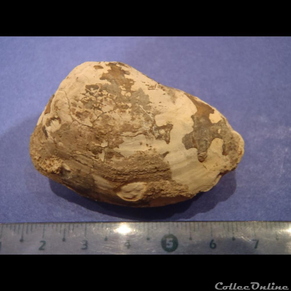 coquillage fossile invertebre bivalve indetermine