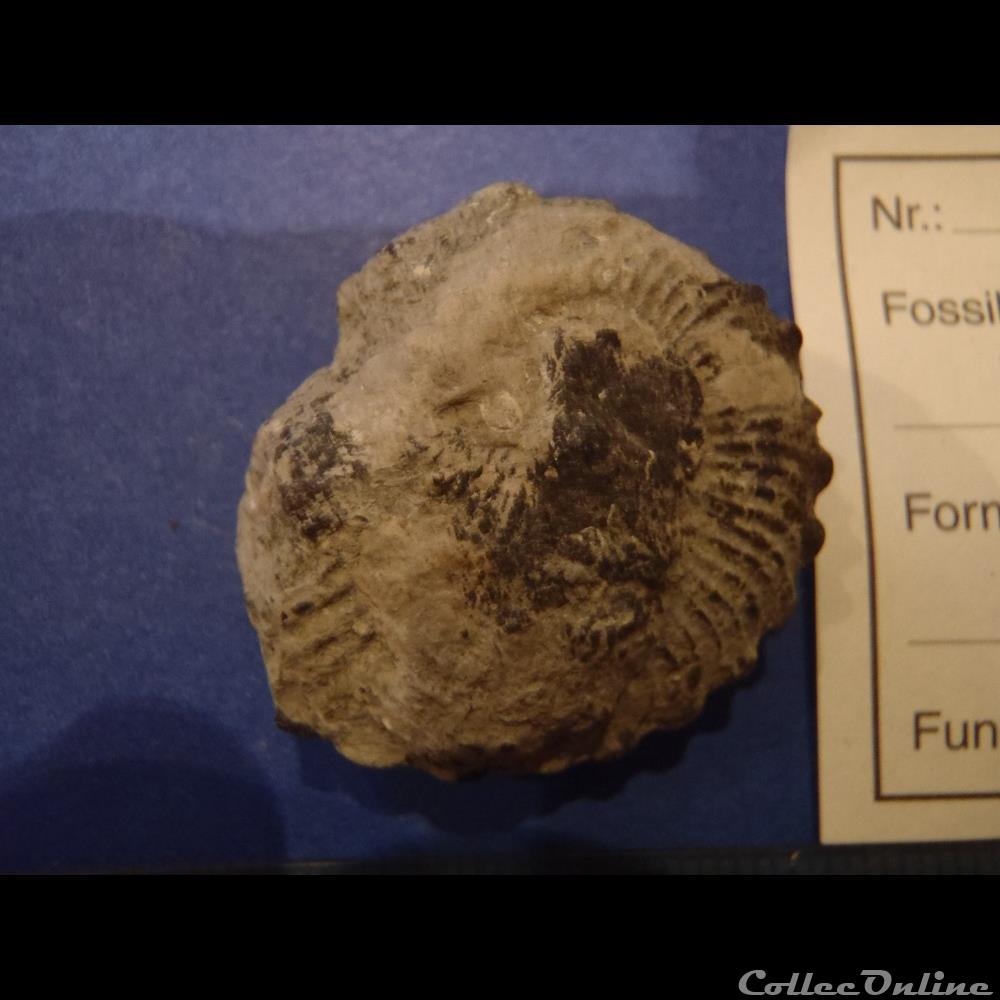 coquillage fossile invertebre euhoplites truncatus
