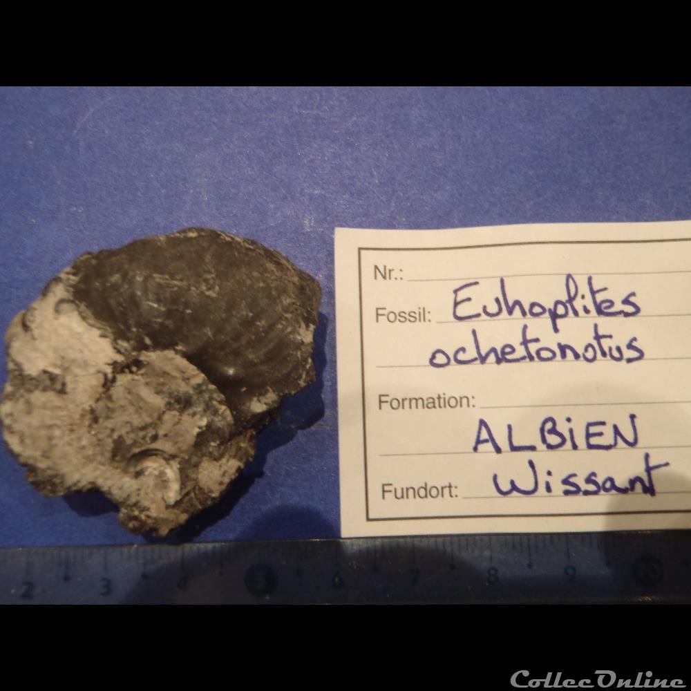 Euhoplites ochetonotus coquillage fossile invertebre euhoplites ochetonotus