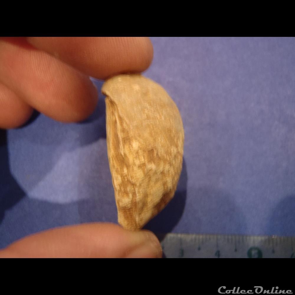 Bivalve indéterminé 3 coquillage fossile invertebre bivalve indetermine