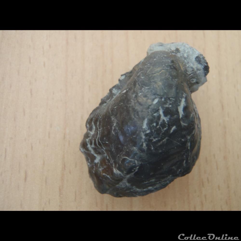Inoceramus subsulcatus coquillage fossile invertebre inoceramus subsulcatus