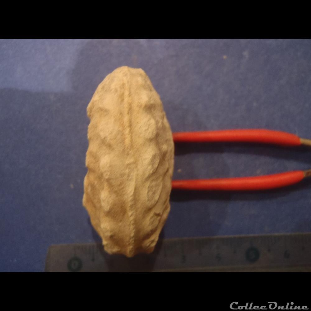 Schloenbachia varians 2 coquillage fossile invertebre schloenbachia varians