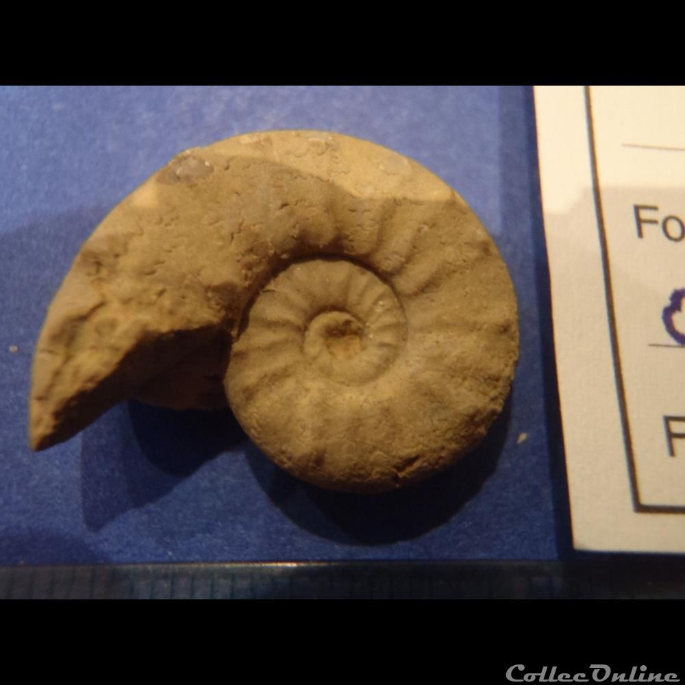 coquillage fossile invertebre euaspidoceras douvillei