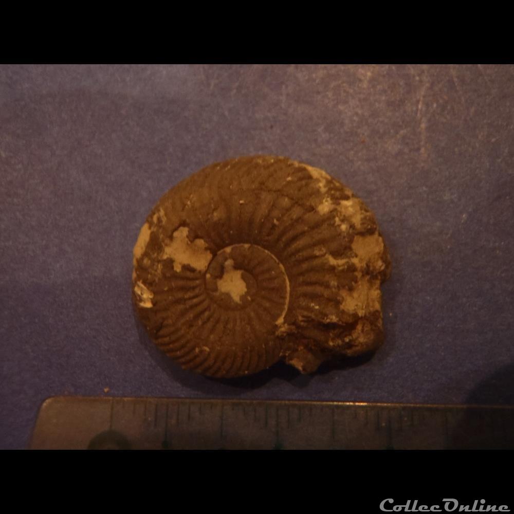 coquillage fossile indetermine