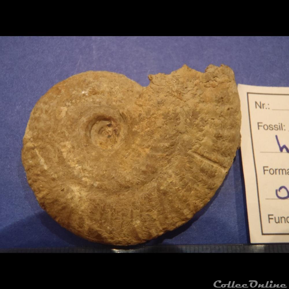 Ochetoceras hispidum 2 coquillage fossile invertebre ochetoceras hispidum