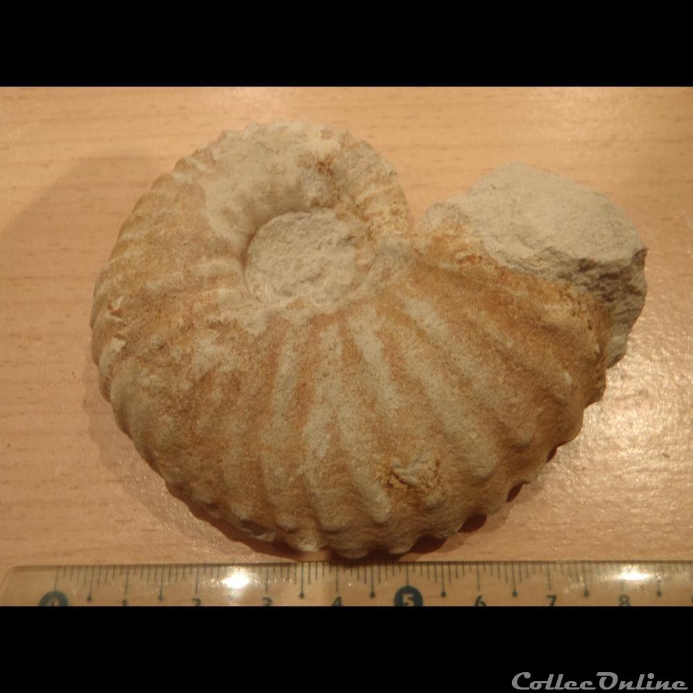 Mantelliceras mantelli 3 coquillage fossile invertebre mantelliceras mantelli