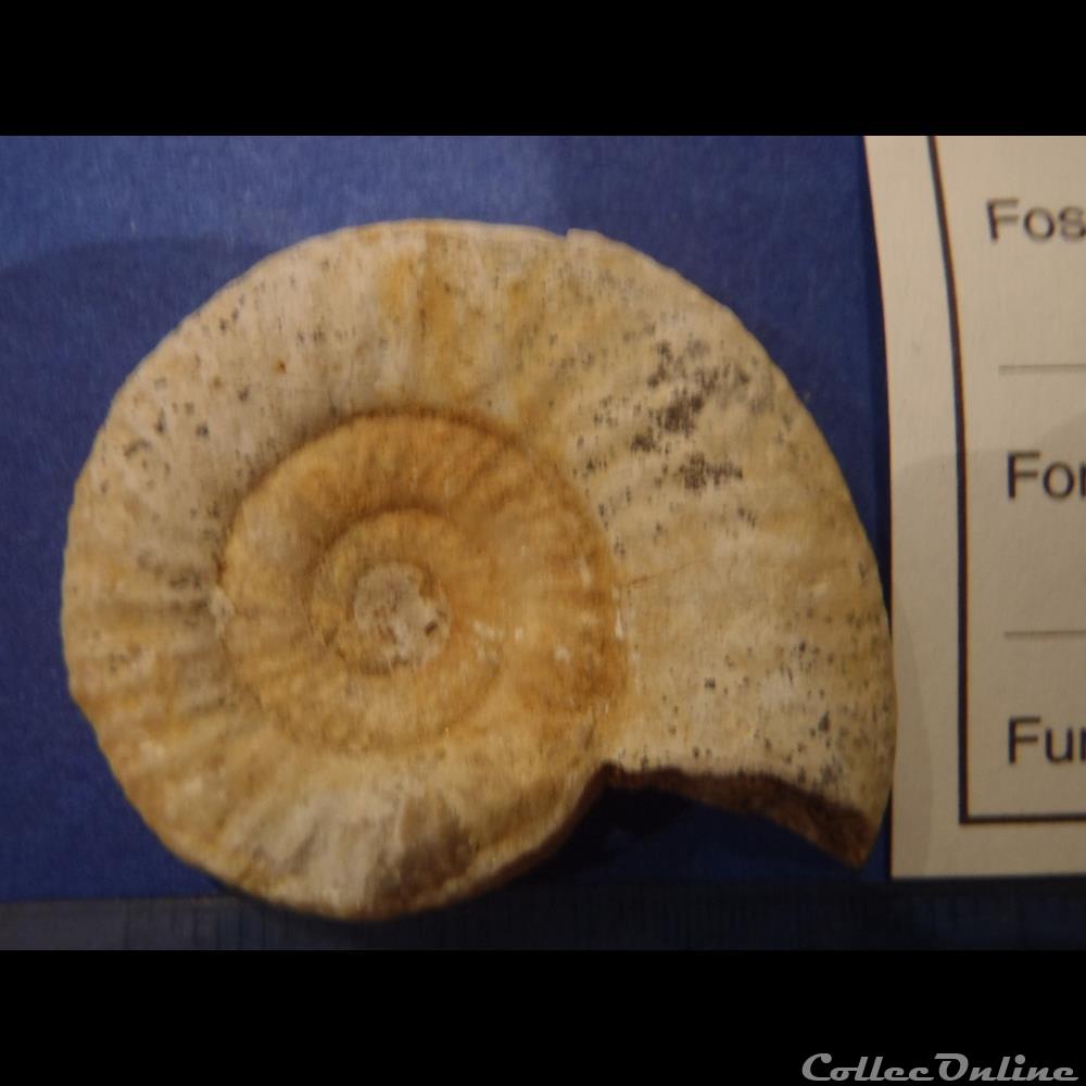 coquillage fossile invertebre choffatia sp