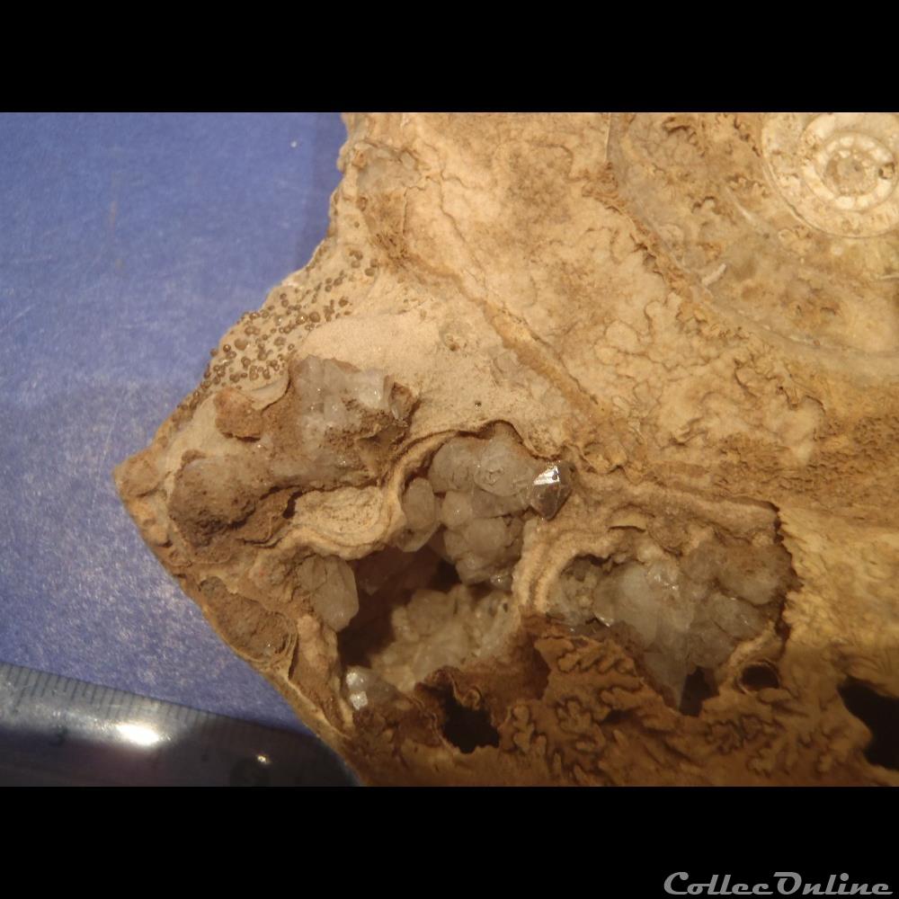 coquillage fossile invertebre ammonite indeterminee
