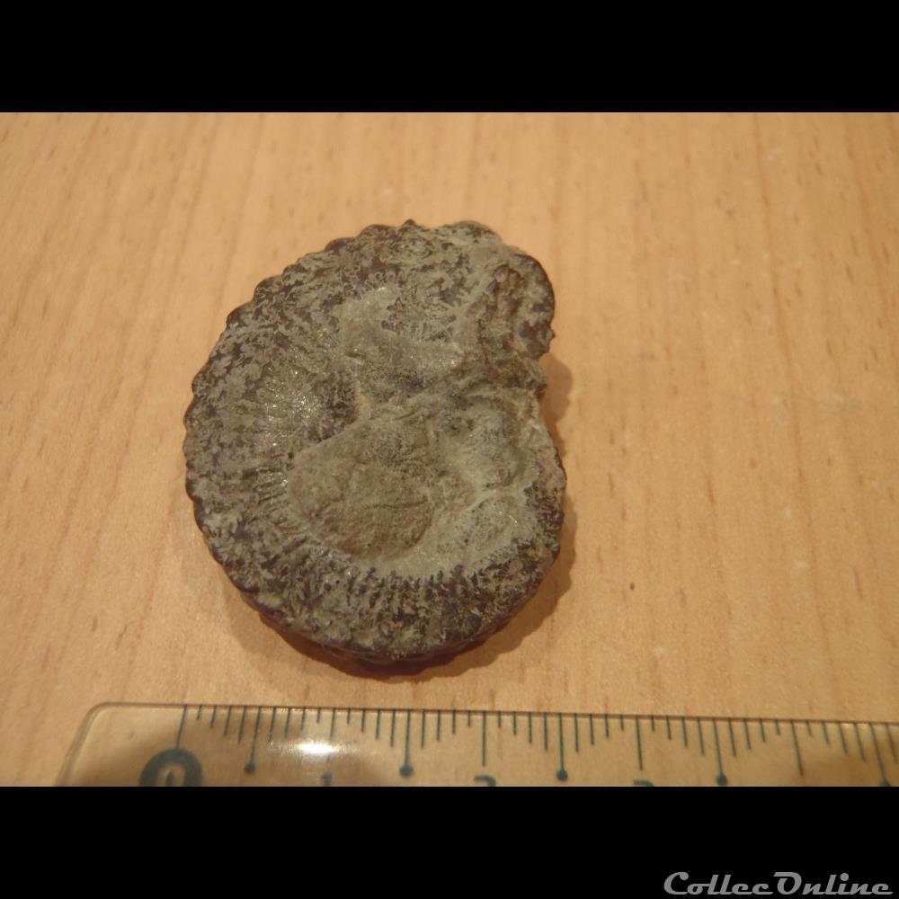 Ammonite indéterminée 7 coquillage fossile invertebre ammonite indeterminee 7