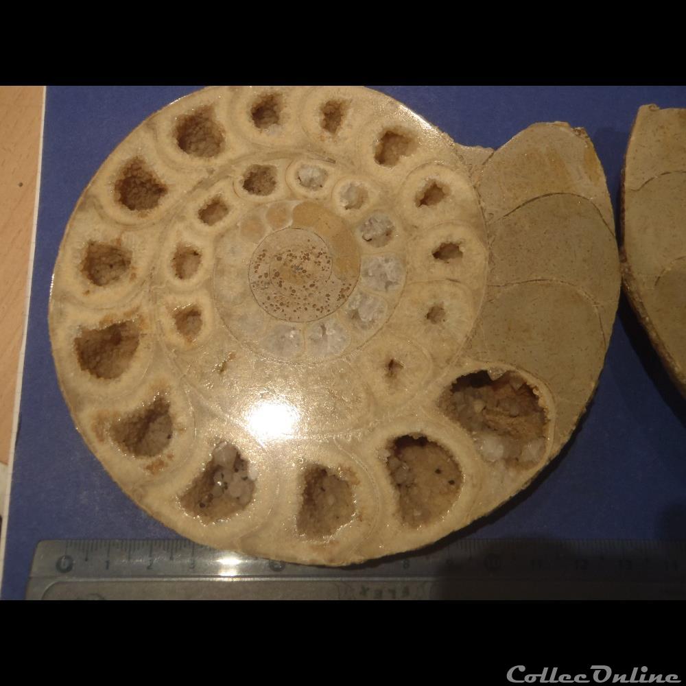 Ammonite indéterminée 3 coquillage fossile invertebre ammonite indeterminee