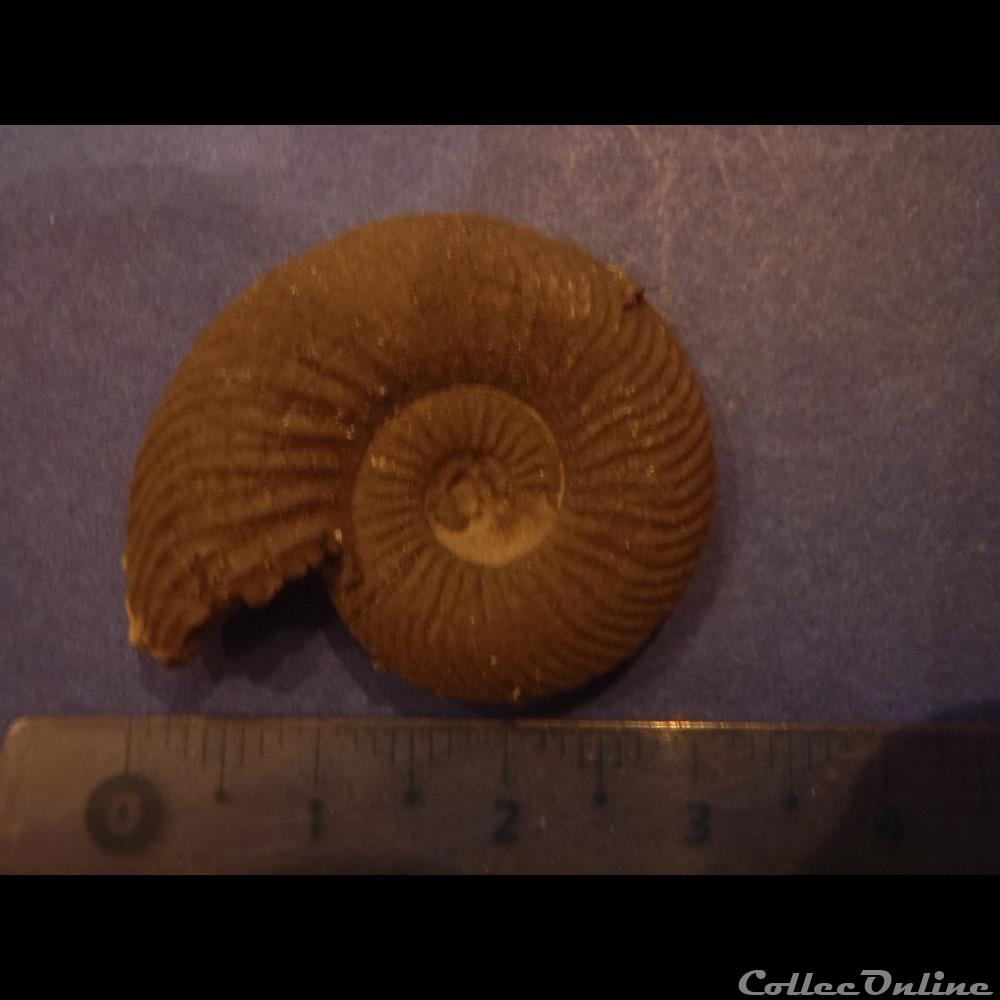 Indéterminé coquillage fossile invertebre indetermine