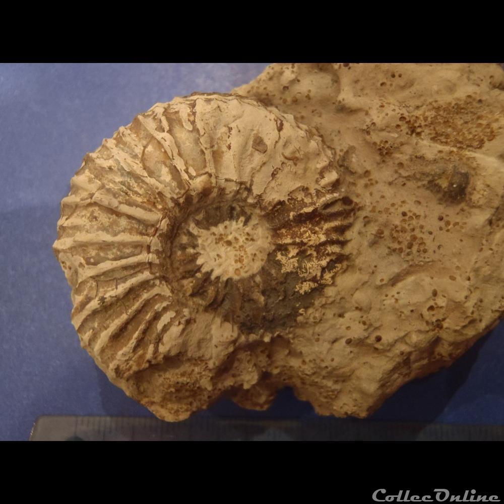 coquillage fossile invertebre cardioceras