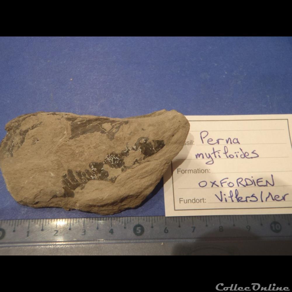 Isognomon promytliloides coquillage fossile invertebre isognomon promytliloides