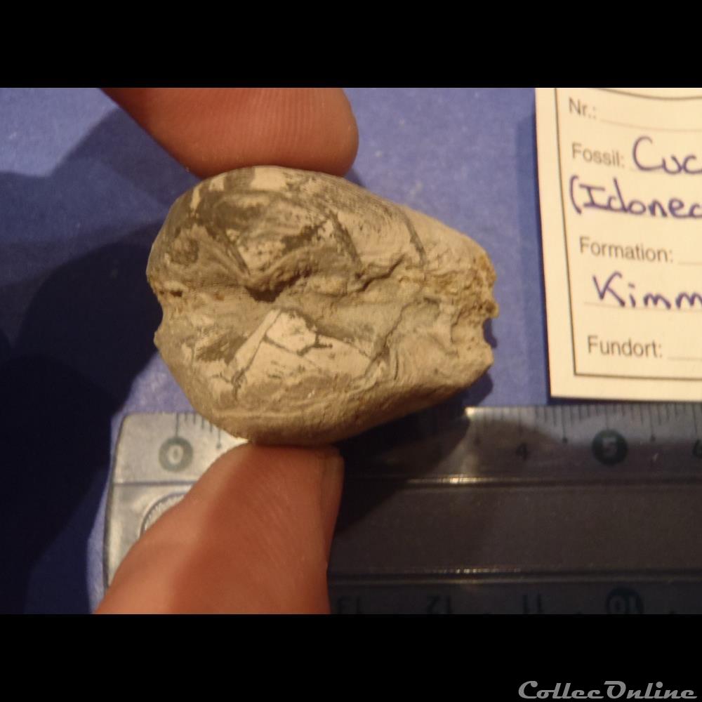 Cucullaea contracta 2 coquillage fossile invertebre cucullaea contracta