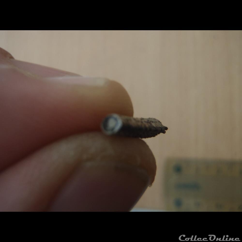 Crustacé indéterminé 2 coquillage fossile invertebre crustace indetermine