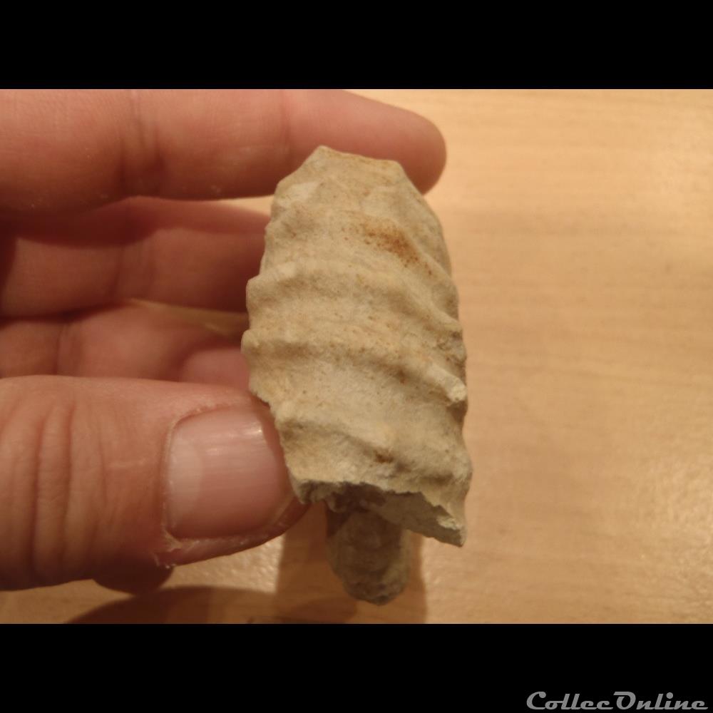 Mantelliceras mantelli coquillage fossile mantelliceras mantelli