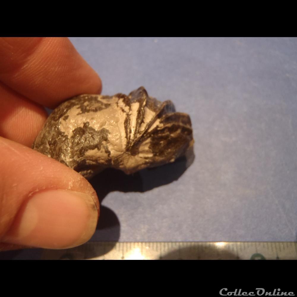 Inoceramus sulcatus 2 2 coquillage fossile invertebre inoceramus sulcatus 2