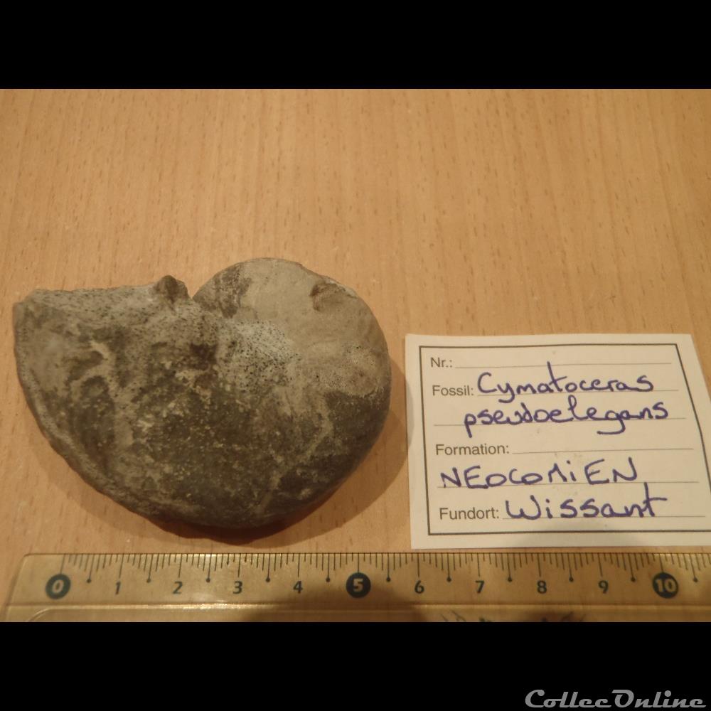 coquillage fossile invertebre cymatoceras