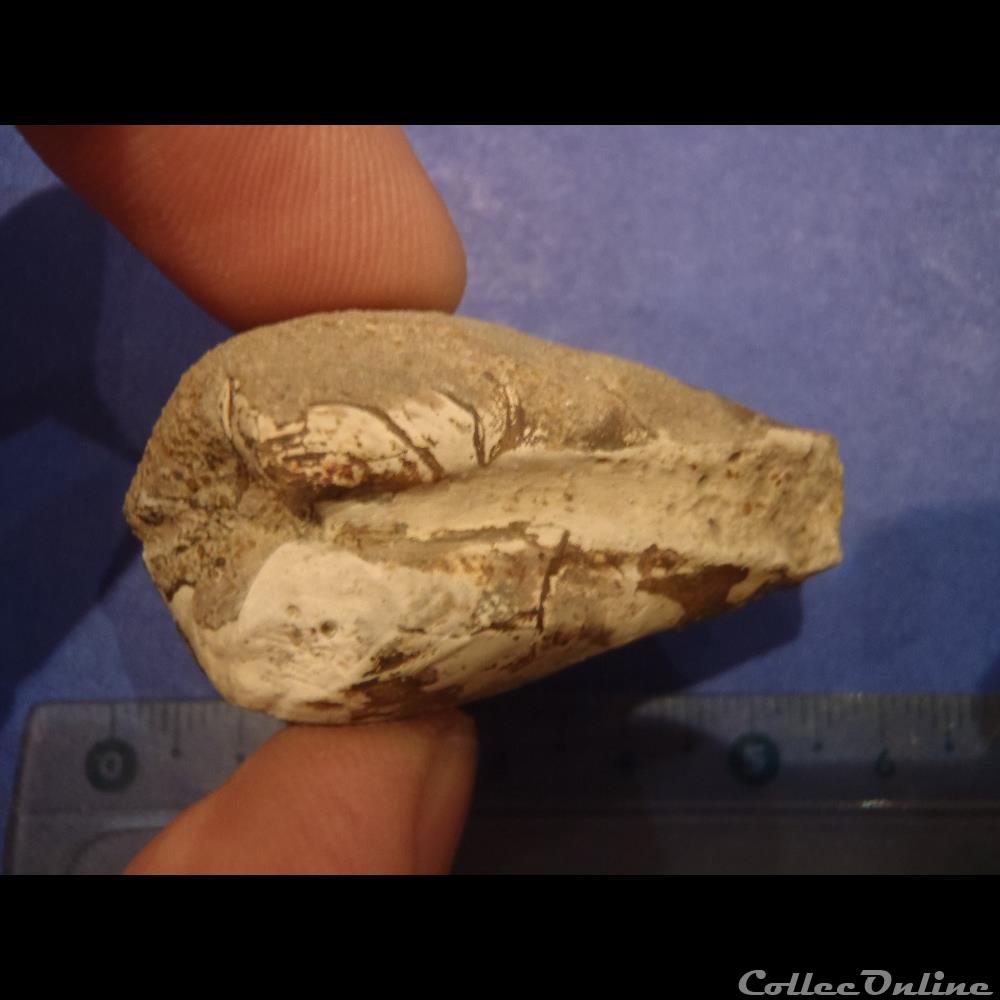 coquillage fossile invertebre bivalve indetermine