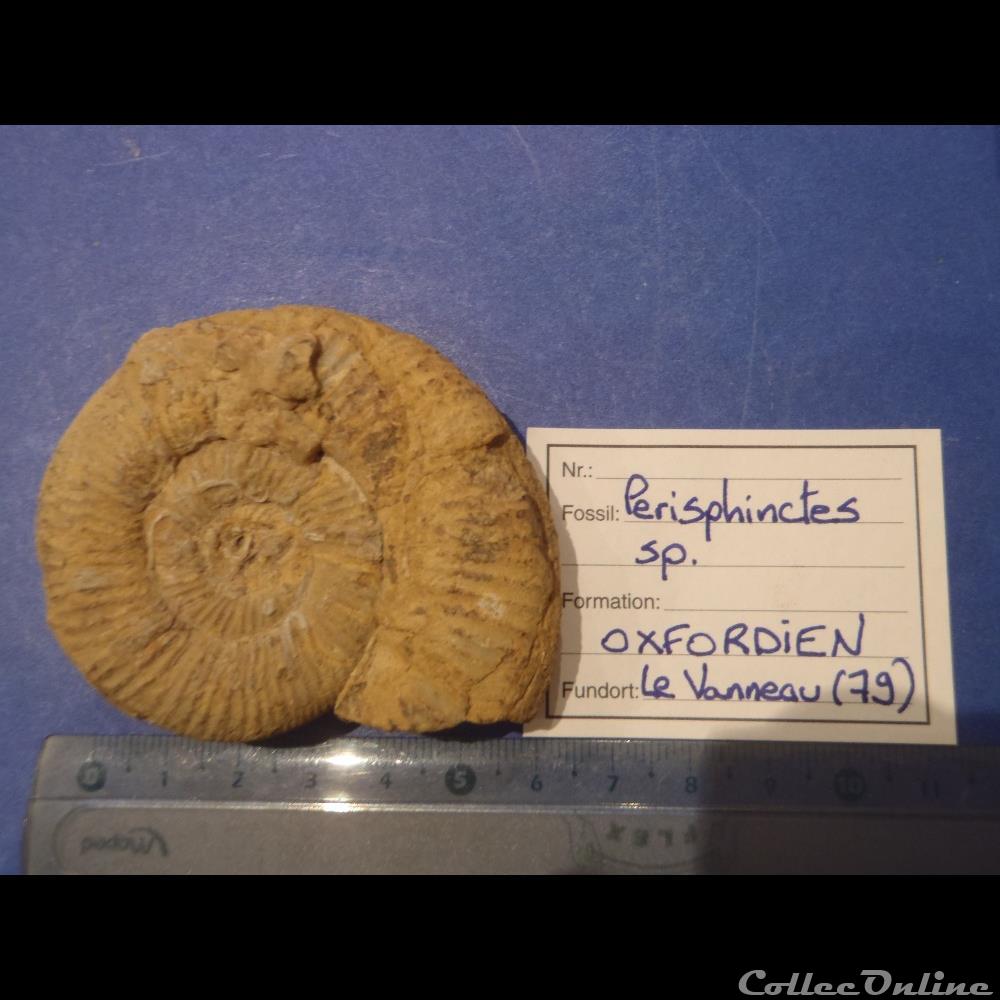 Perisphinctes sp. coquillage fossile invertebre perisphinctes sp