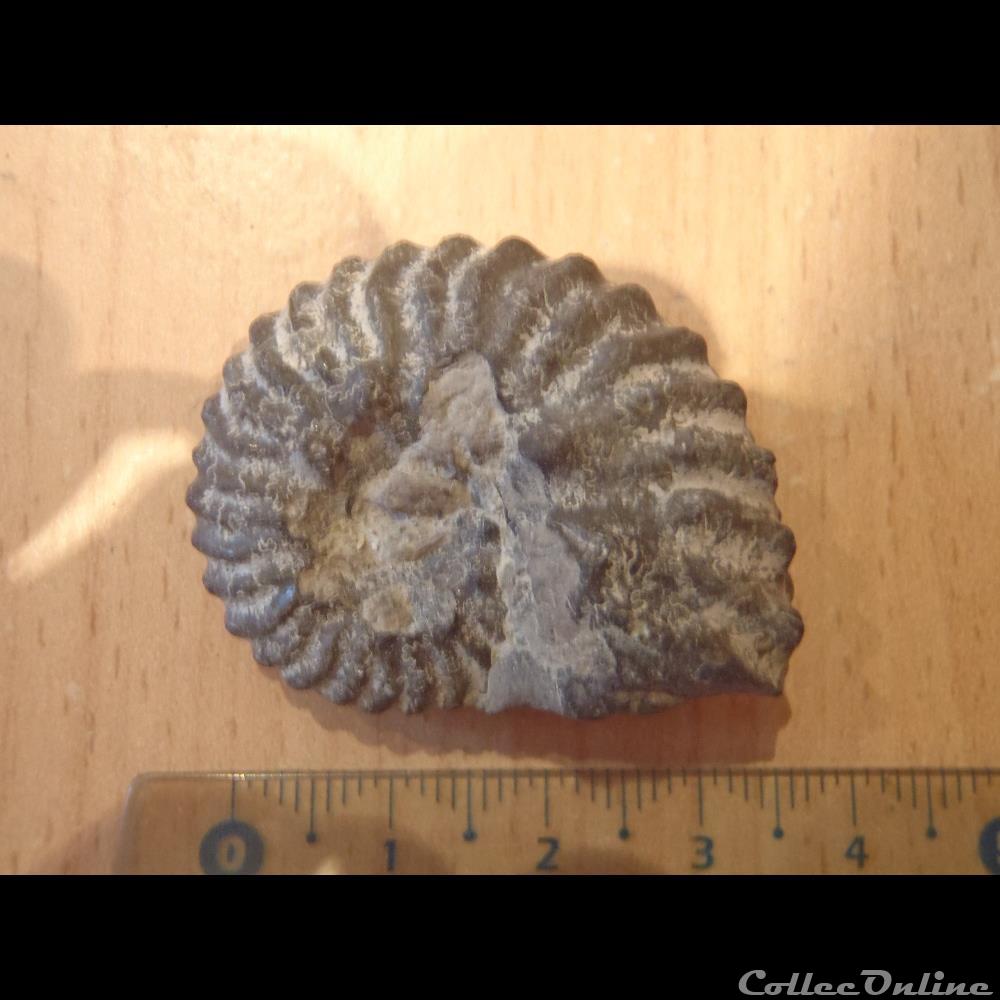 Ammonite indéterminée 5 coquillage fossile invertebre ammonite indeterminee 5