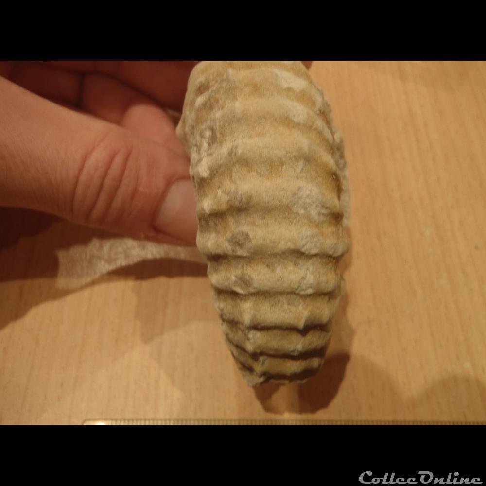 Mantelliceras mantelli 2 coquillage fossile invertebre mantelliceras mantelli