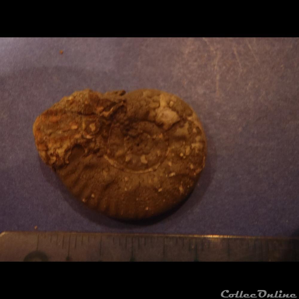 coquillage fossile indetermine