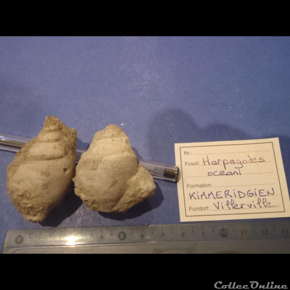 Harpagodes oceani coquillage fossile invertebre harpagodes oceani
