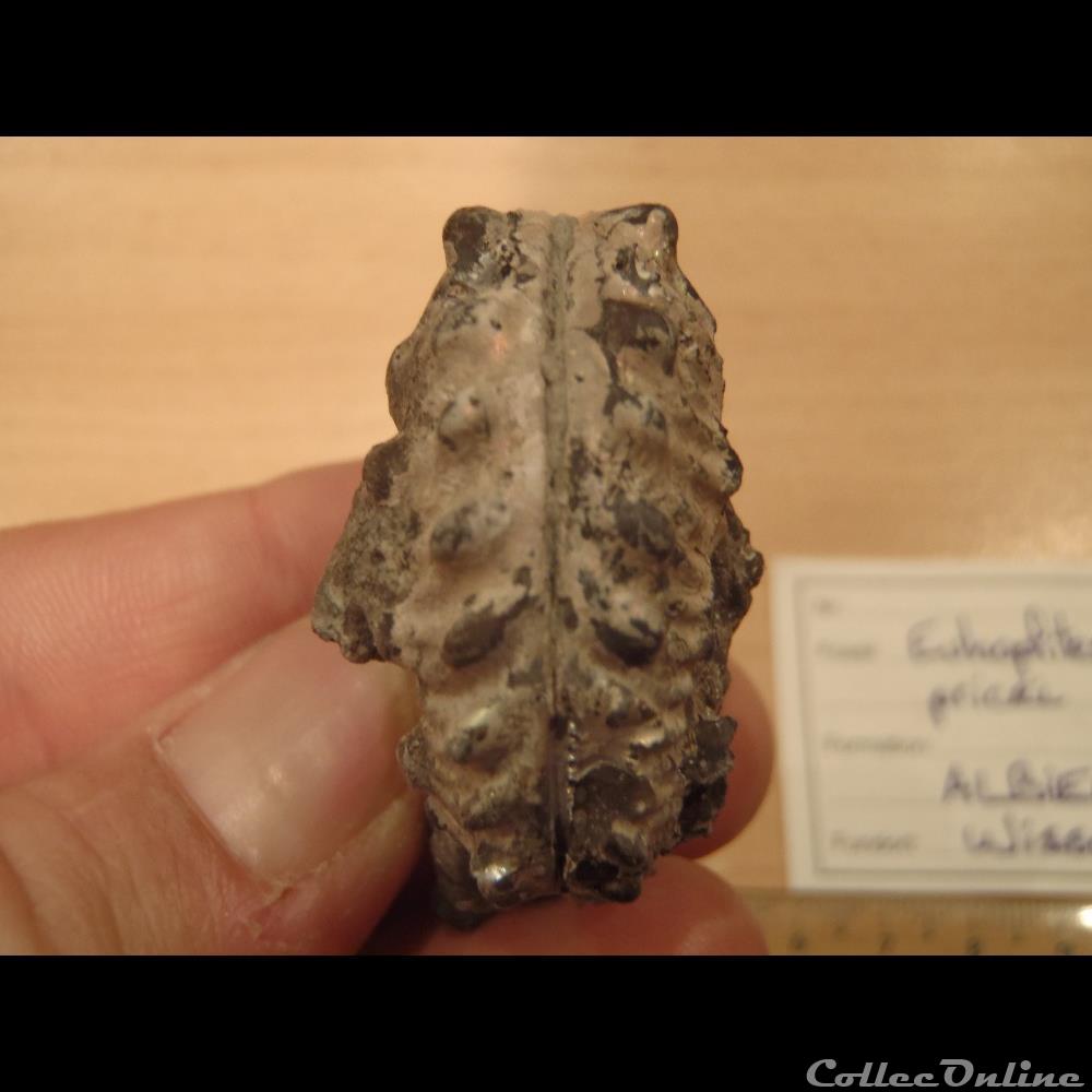 Euhoplites pricei coquillage fossile invertebre euhoplites pricei
