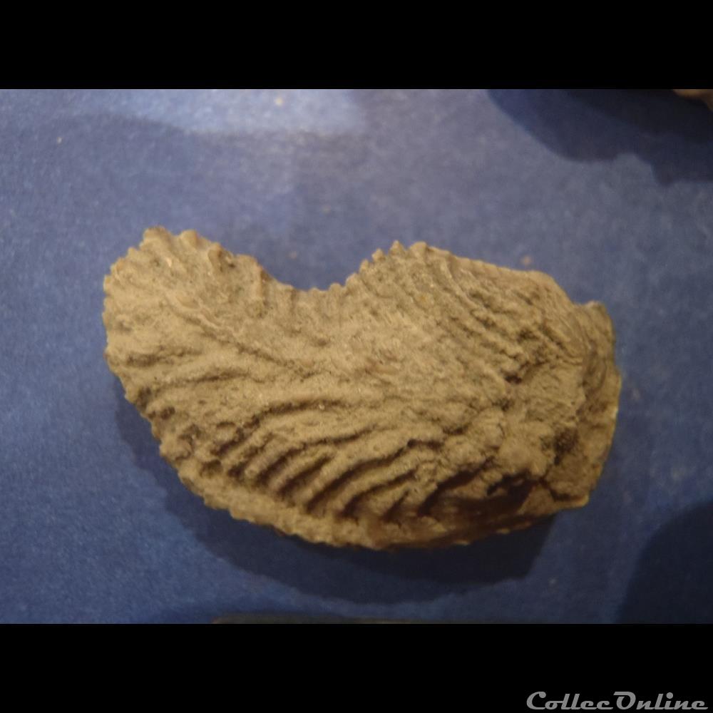 Lopha gregarea 5 coquillage fossile invertebre lopha gregarea