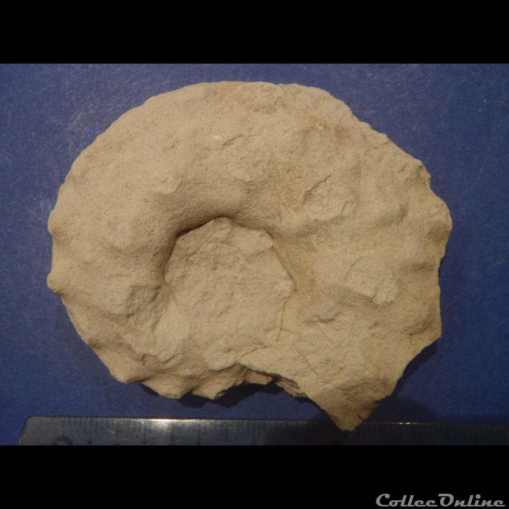 coquillage fossile invertebre schloenbachia varians