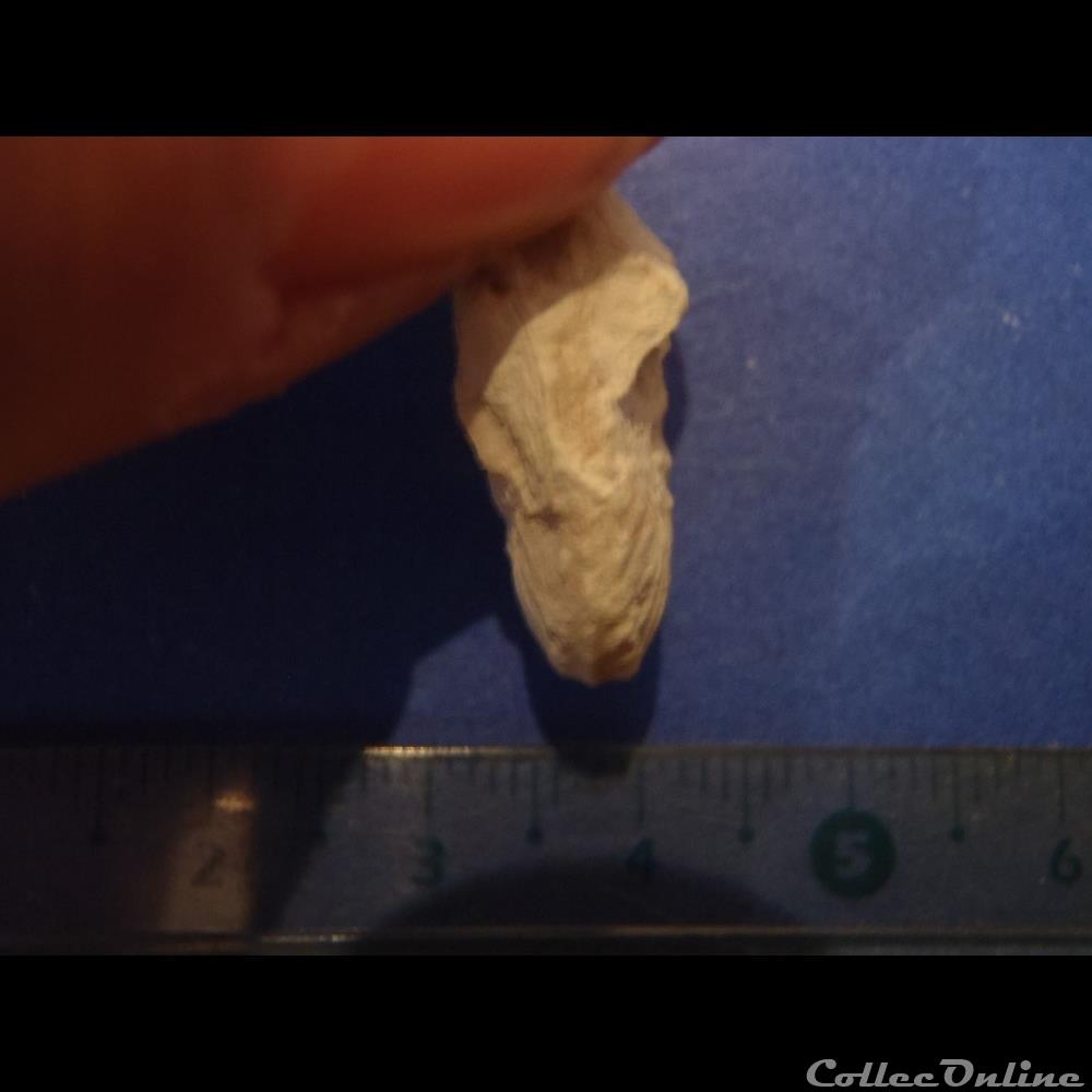 coquillage fossile invertebre schloenbachia varians