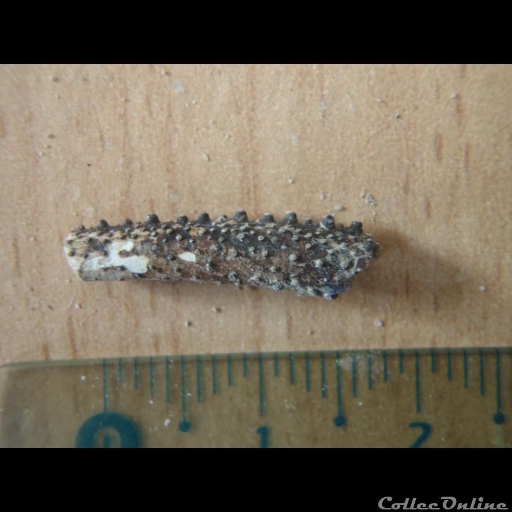 Crustacé indéterminé coquillage fossile invertebre crustace indetermine