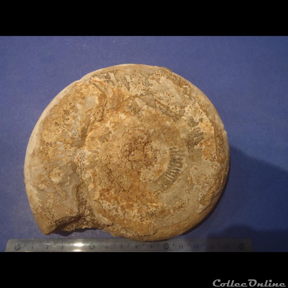 coquillage fossile invertebre ammonite indeterminee