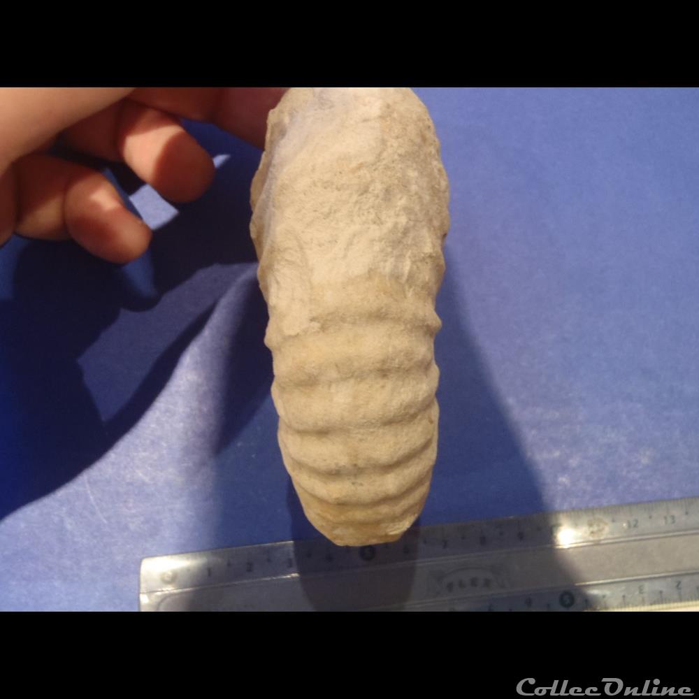 coquillage fossile invertebre calycoceras