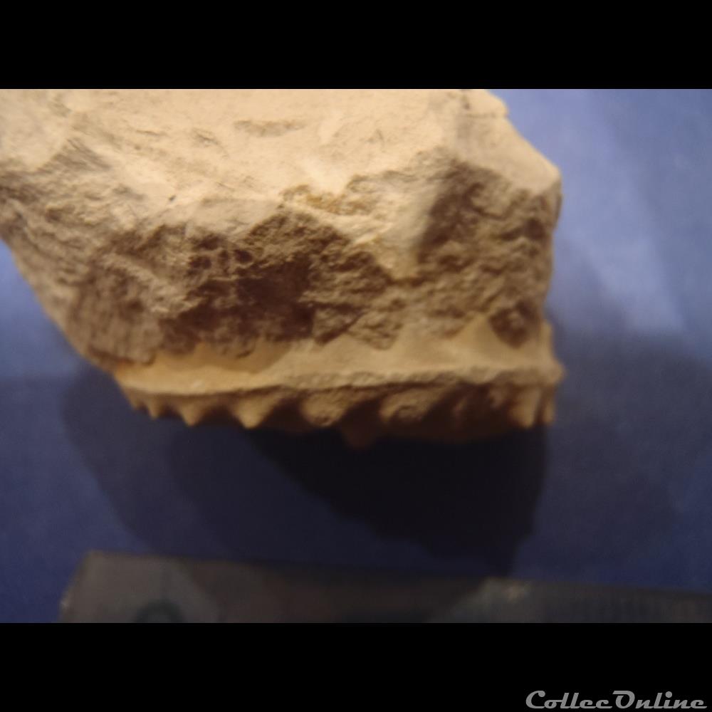 Schloenbachia varians 3 coquillage fossile invertebre schloenbachia varians