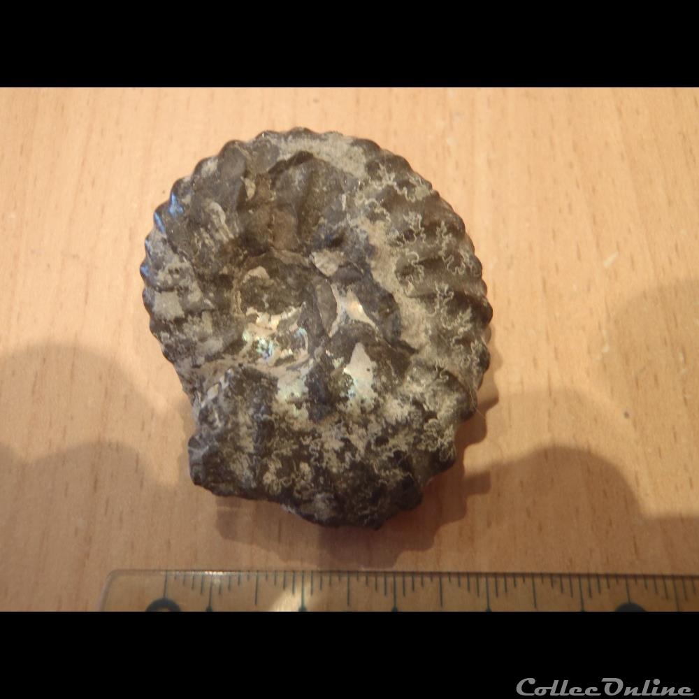 Ammonite indéterminée 4 coquillage fossile invertebre ammonite indeterminee 4