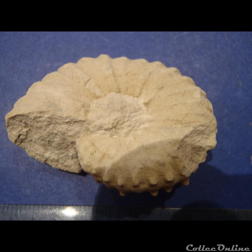 Mantelliceras mantelli 2 coquillage fossile invertebre mantelliceras mantelli