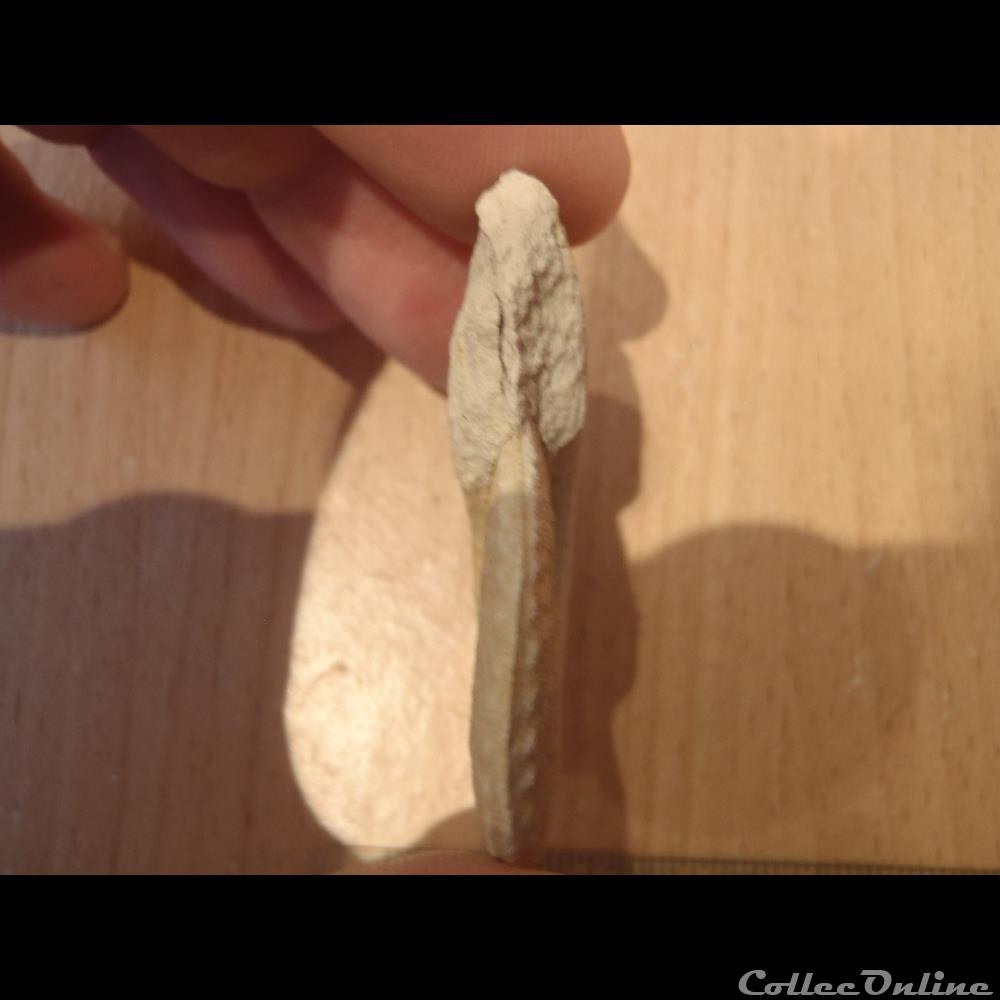 Schloenbachia varians coquillage fossile invertebre schloenbachia varians
