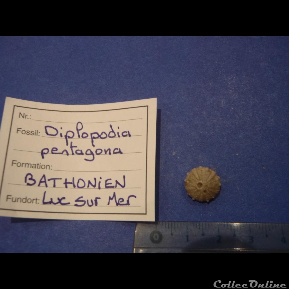 Diplopodia pentagona coquillage fossile invertebre diplopodia pentagona
