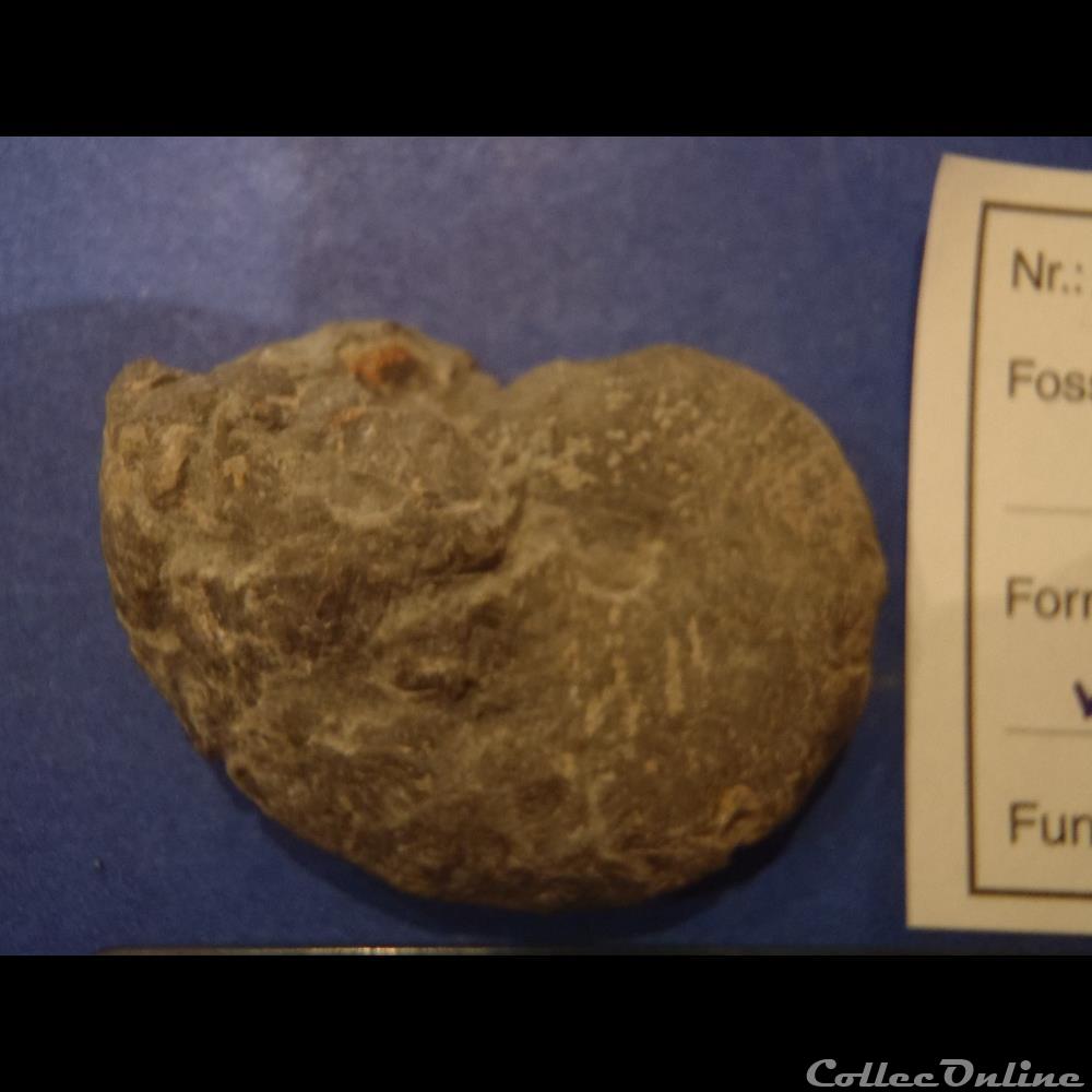 coquillage fossile invertebre taramelliceras
