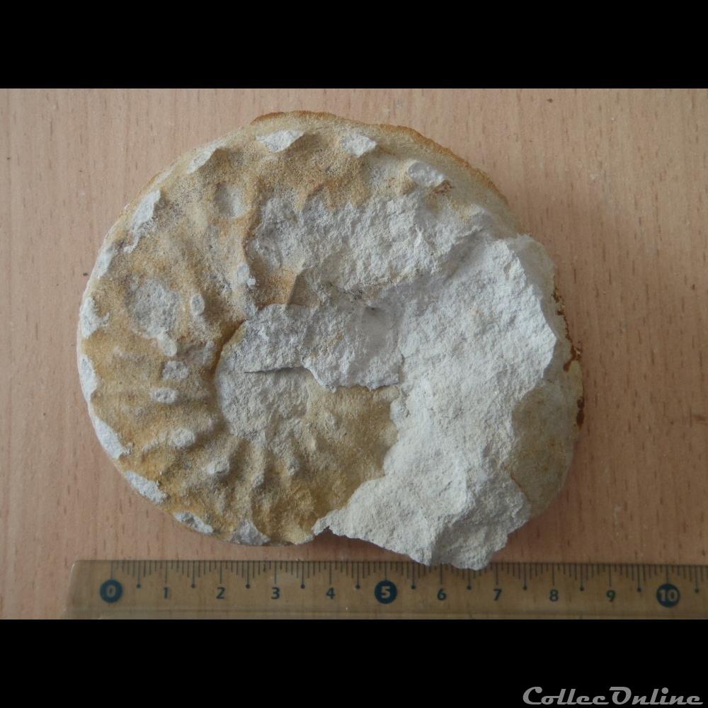 Schloenbachia varians coquillage fossile invertebre schloenbachia varians