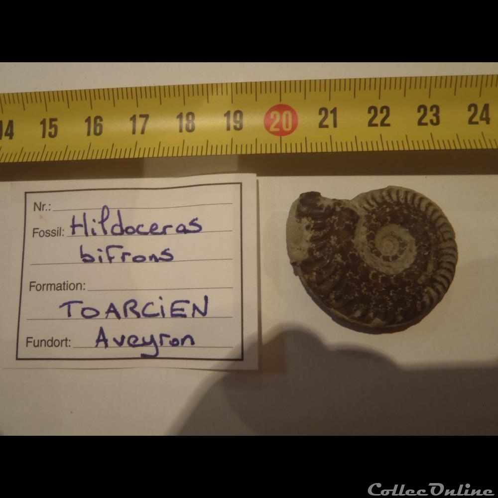 coquillage fossile invertebre hildoceras bifrons