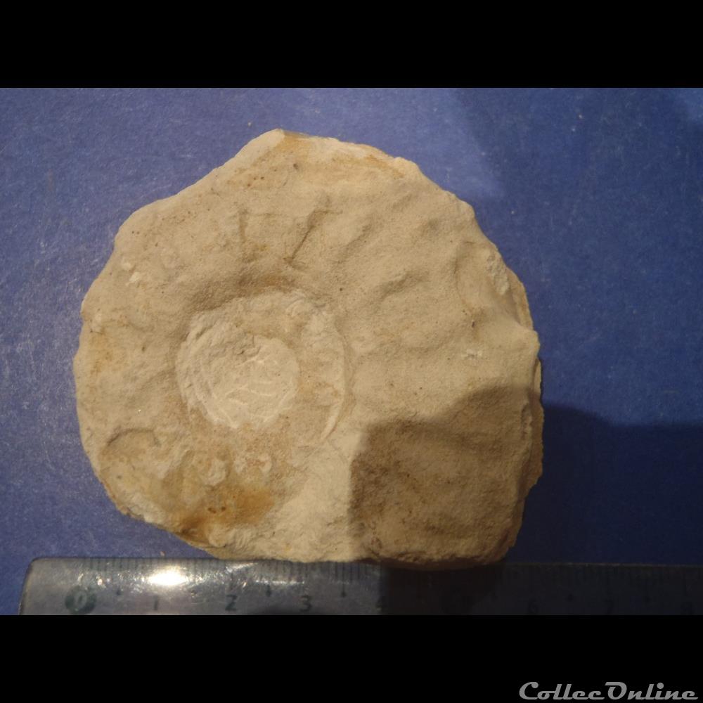 Schloenbachia varians coquillage fossile invertebre schloenbachia varians