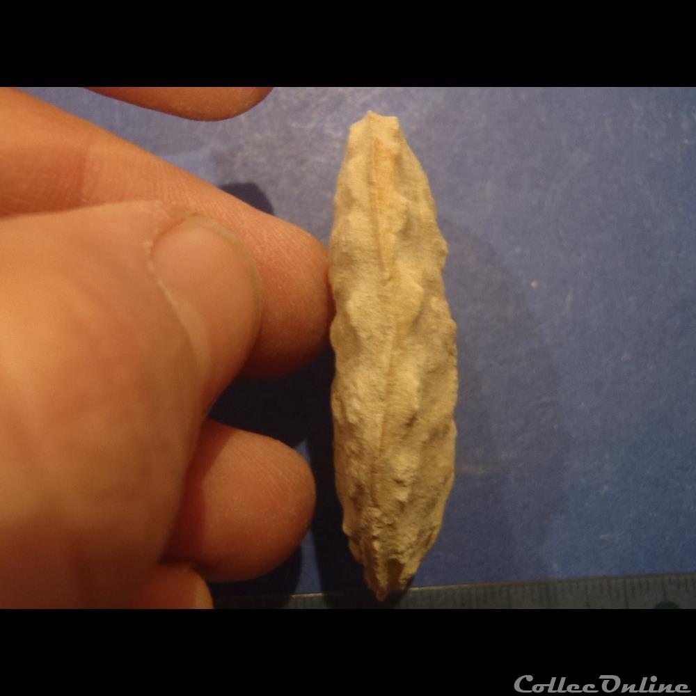 Schloenbachia varians 2 coquillage fossile invertebre schloenbachia varians
