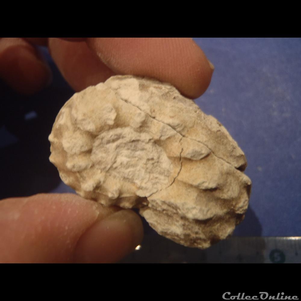coquillage fossile invertebre schloenbachia varians