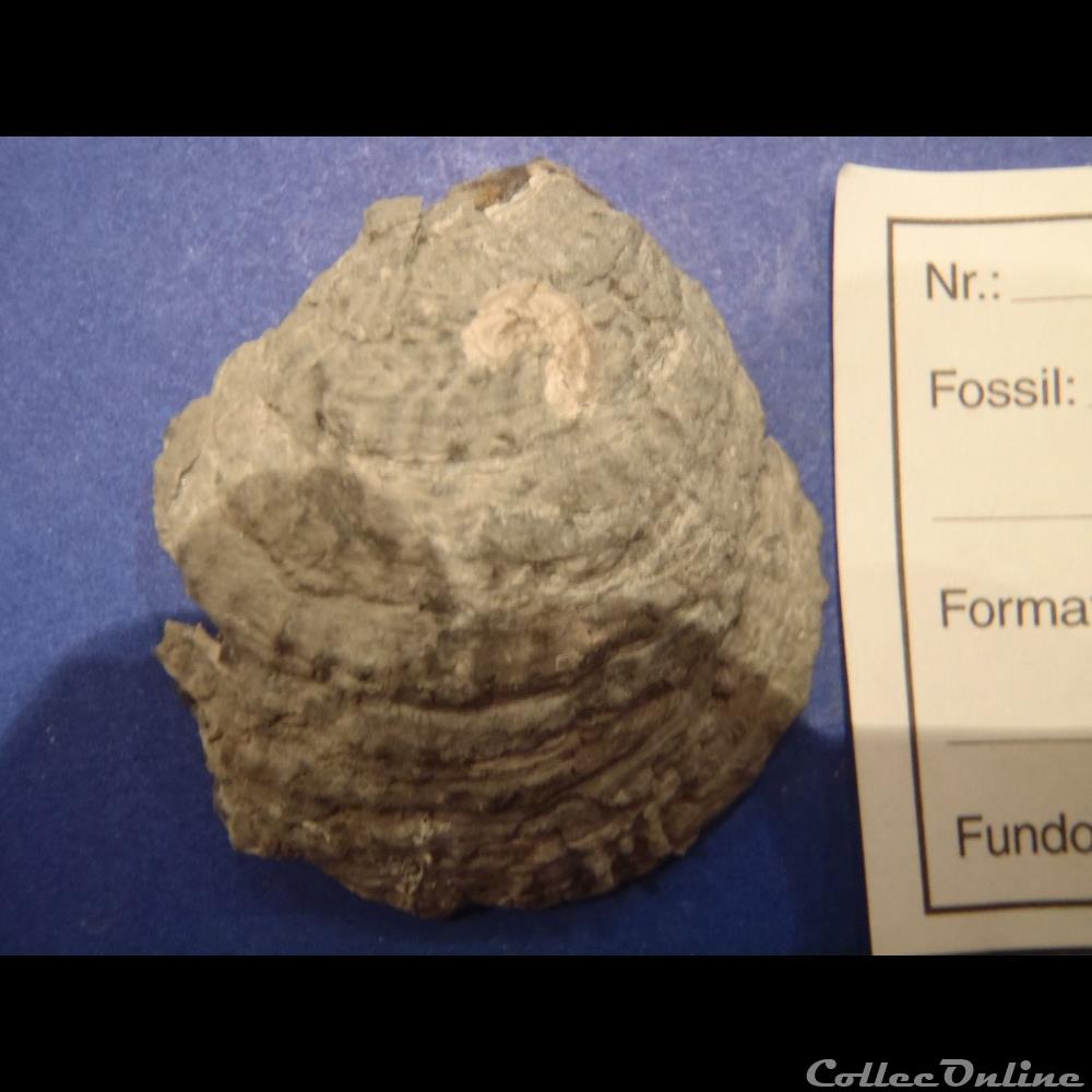 Plicatula placunea coquillage fossile plicatula placunea