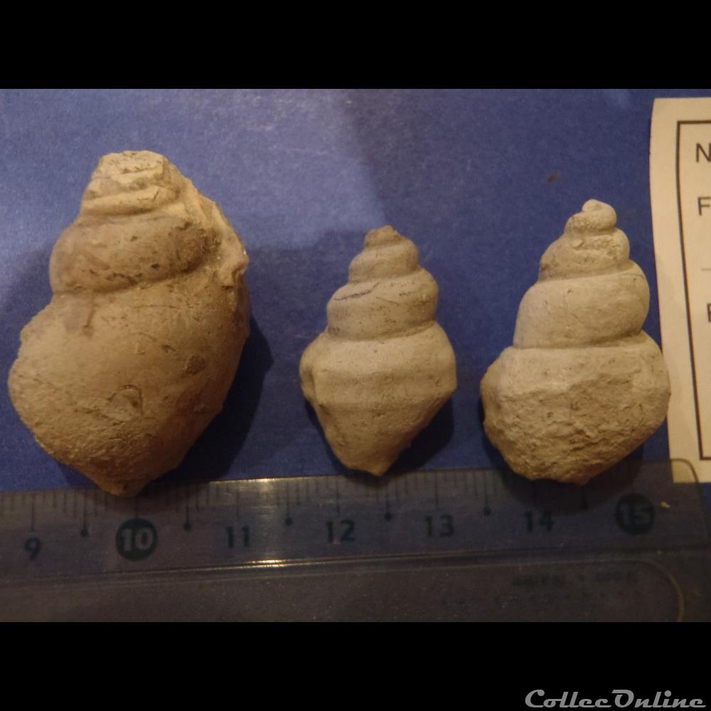 Harpagodes oceani 3 coquillage fossile invertebre harpagodes oceani