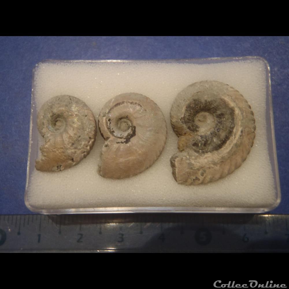 coquillage fossile invertebre anahoplites